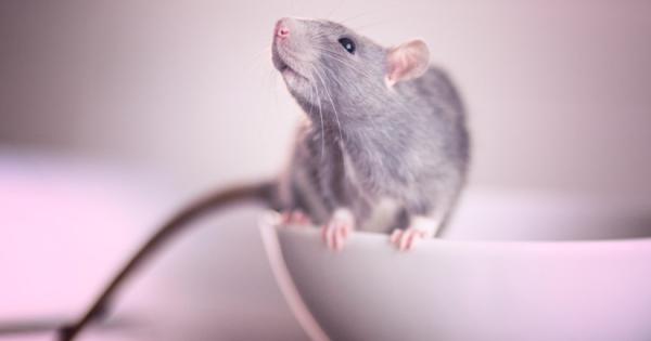 Patkányinvázió a magyar városban: már a házakba is betörtek a rágcsálók

A város szívében váratlanul megjelentek a patkányok, és már nem csupán az utcákon, hanem a házakban is felfedezhetők. Az emberek riadtan tapasztalják, hogy a rágcsálók egyre merészeb