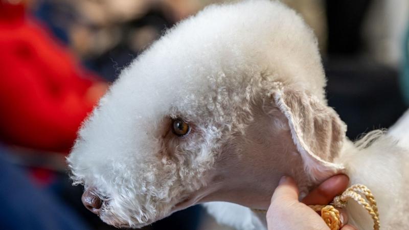 Egyedülálló élmény a Duna partján – Így zajlott a kutyakiállítás Esztergomban

A Duna kék vizének partján, Esztergomban egy különleges rendezvény vonzotta a kutyabarátokat és állatkedvelőket. A kutyakiállítás nem csupán a kutyák szépségéről és ügyességérő