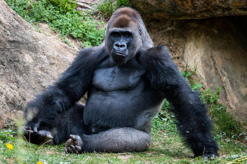Képzeld el, hogy 100 ember próbálná legyőzni egy kifejlett gorillát! Vajon valóban van esélyük? Mennyire lenne nehéz a helyzetük? Üdvözlet Magyarország!