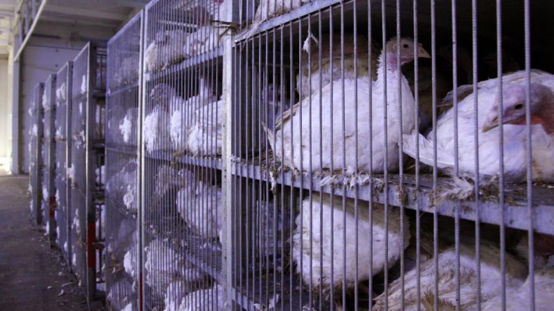 A NAV célkeresztjében illegális baromfi-feldolgozók álltak, akiket a hatóságok lelepleztek.