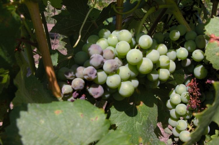 A szőlőültetvények világában a ragadós réz olyan kihívásokat jelent, amelyekre a gazdák kreatív megoldásokat keresnek. Az agrárium ezen szegmense folyamatosan fejlődik, és a modern technológiák alkalmazása segíthet a hatékony védekezésben. A megfelelő per