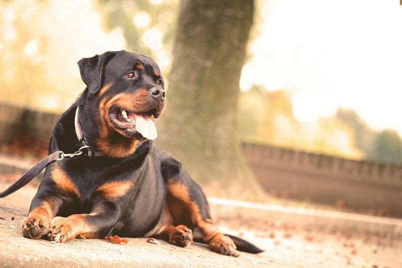 Egy Rottweiler támadt meg egy német kisfiút Hunyad megyében.