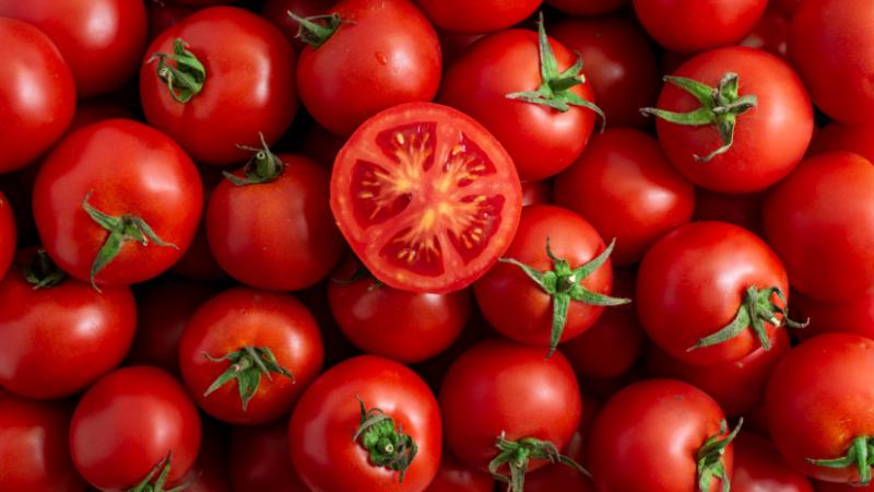 Feszült zöldségharc vette kezdetét, és a paradicsompiacot váratlan fordulatok rázkódtatták meg – Agro Napló.