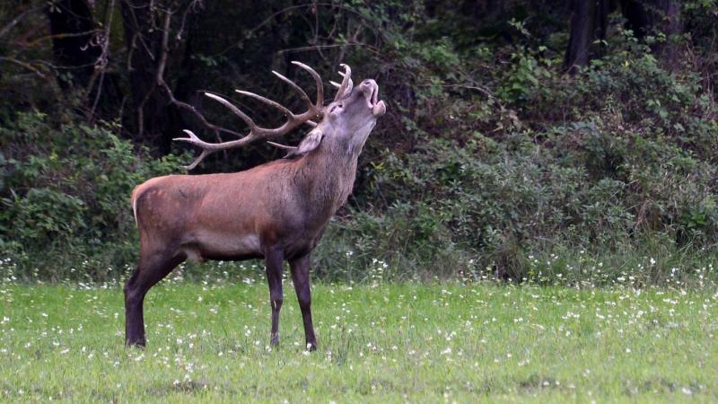 A magyarok ezen a téren is kiemelkedő teljesítményt nyújtanak, hiszen rekordszámú trófeát halmoztak fel.