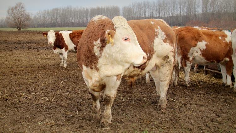 A járvány jelentős hatással volt a magyar marhapiacra, amelynek volumene egyharmadával csökkent - Agrárágazat