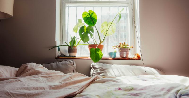 A Feng Shui elvei alapján bizonyos szobanövények nem ajánlottak ebbe a térbe, mivel zavarhatják az energetikai egyensúlyt.