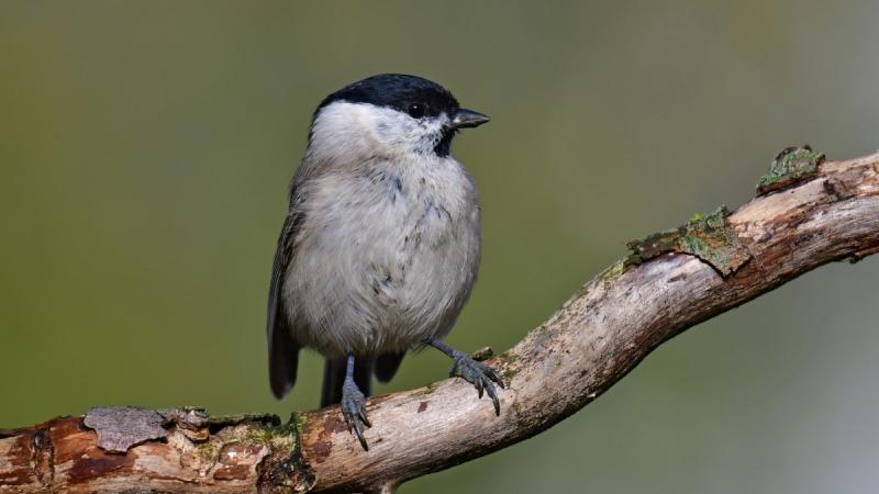 Ez a madár folyamatosan elfoglalja magát fiókáinak etetésével, sosem pihen. | National Geographic